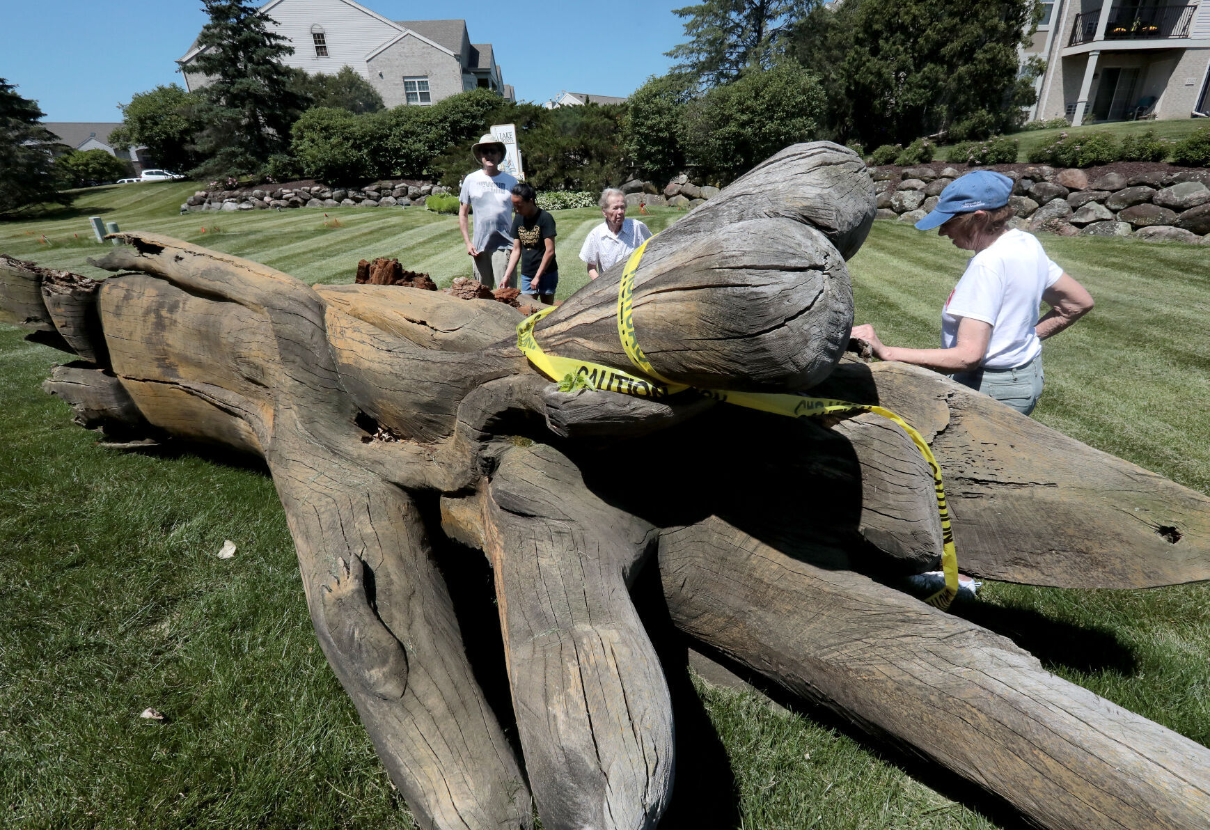 Westport tree sculpture